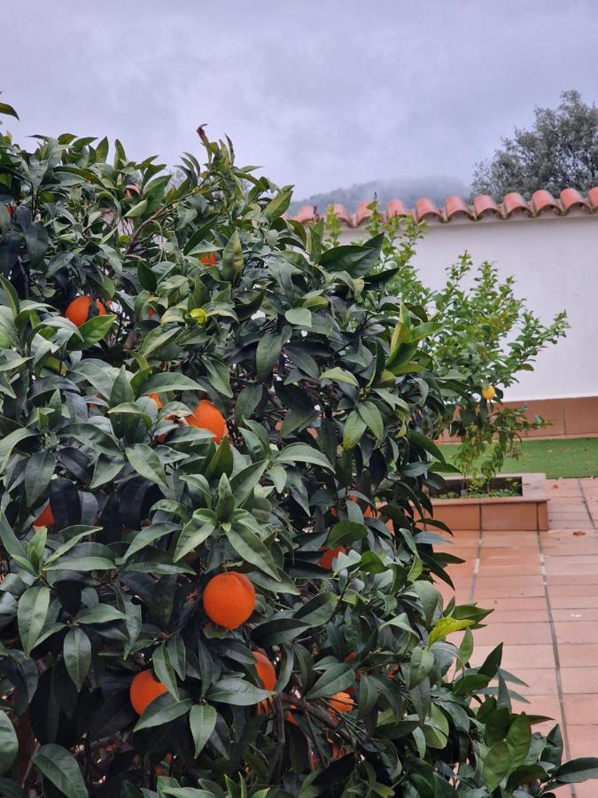 Appartamento La Casa Del Patio Zafra Esterno foto