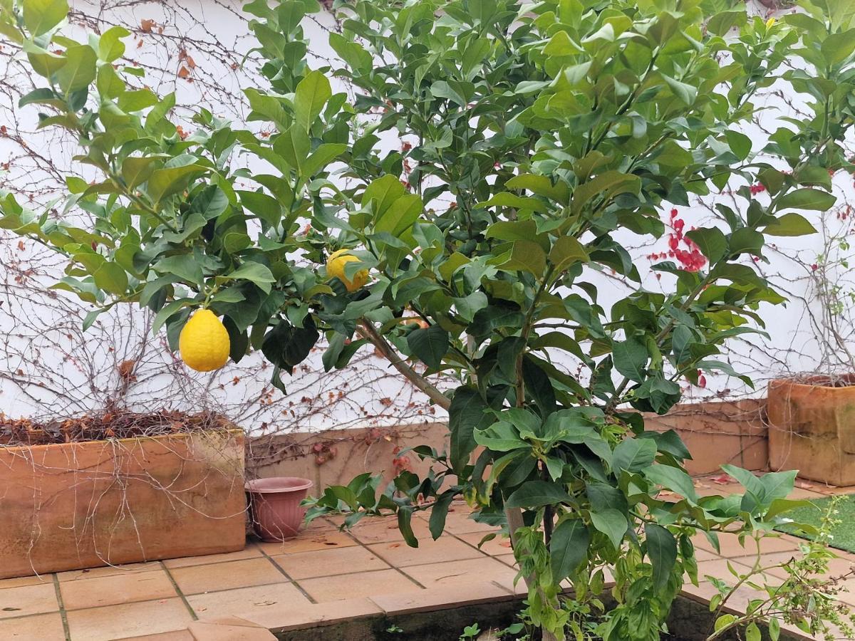 Appartamento La Casa Del Patio Zafra Esterno foto